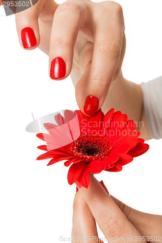 Image of Beautiful hands of an elegant woman