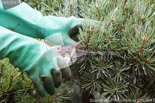 Image of Close Up of Hands Trimming Grass with Clippers