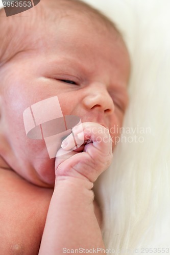 Image of Small baby lying in fur