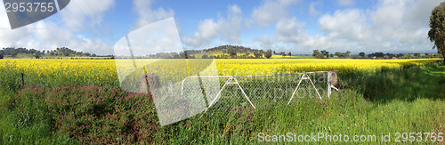 Image of Cowra Canola Field Panorama