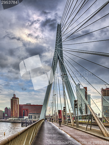 Image of Erasmus Bridge - Rotterdam