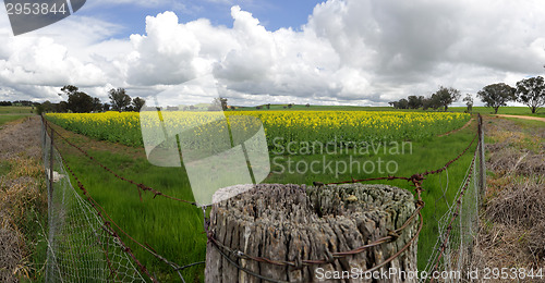 Image of Field of Golden Canola