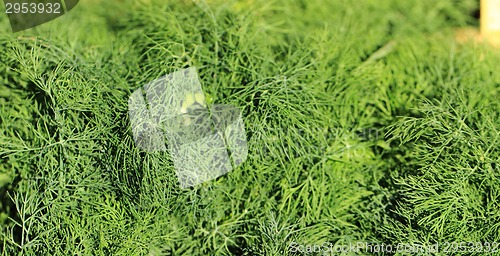 Image of dill background