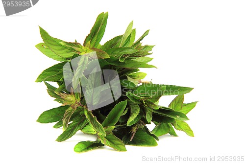 Image of fresh green mint