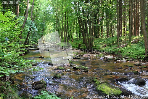 Image of small river in the green forest 