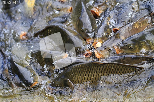 Image of carp fishes are hungry 