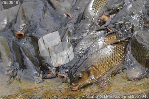 Image of carp fishes are hungry 