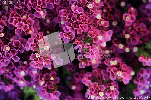 Image of violet flowers 