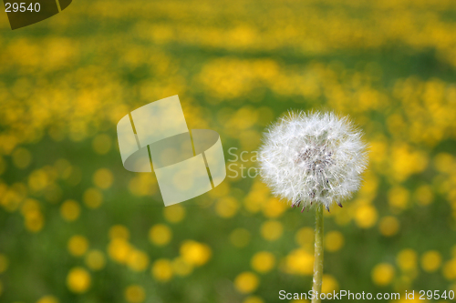 Image of Dandelion seedhead