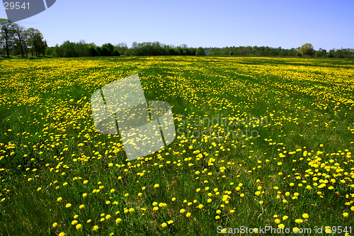 Image of Field of dandelions