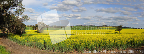 Image of Canola Plantation crop