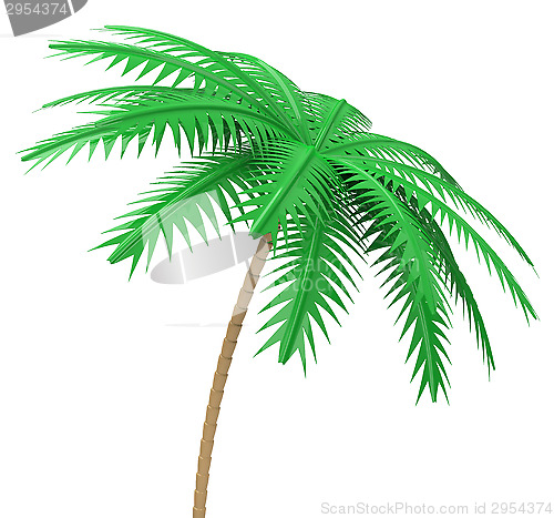 Image of the palm tree