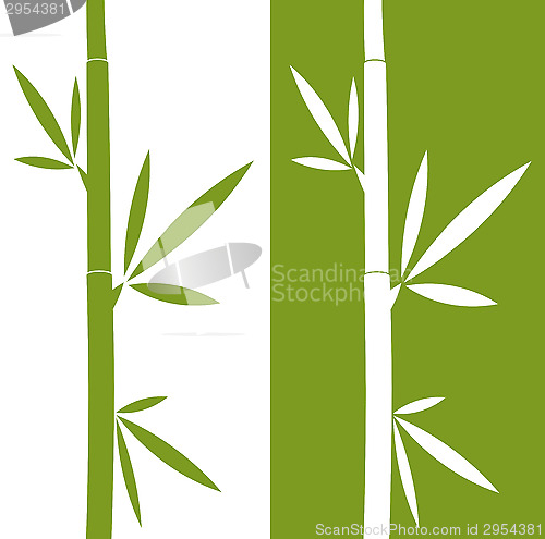 Image of the bamboo