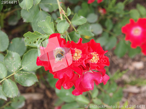 Image of Wild rose flower