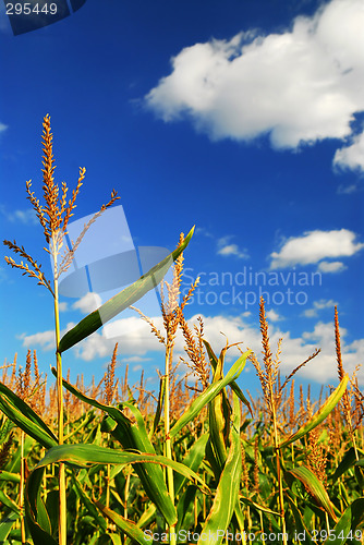 Image of Corn field