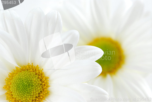 Image of White daisies