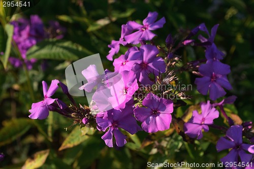 Image of Phlox flowers.