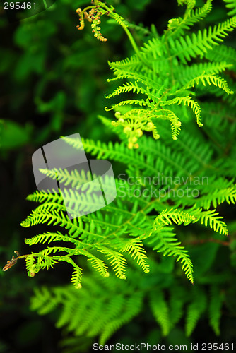 Image of Fern