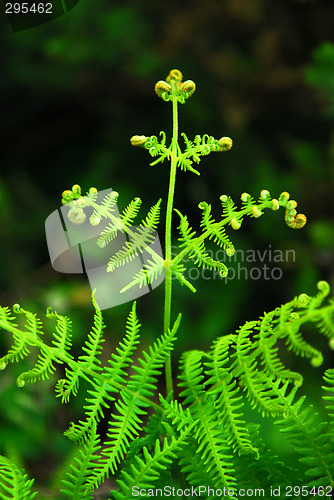 Image of Fern leaf