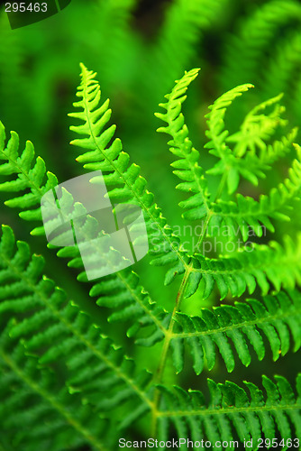 Image of Fern leaf