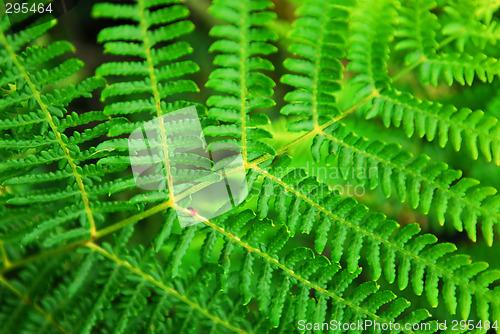 Image of Fern leaf