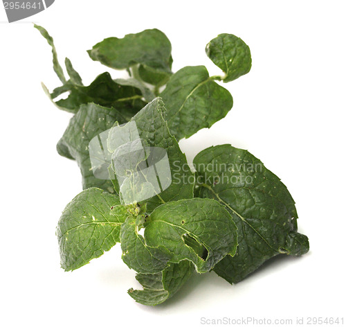 Image of fresh mint