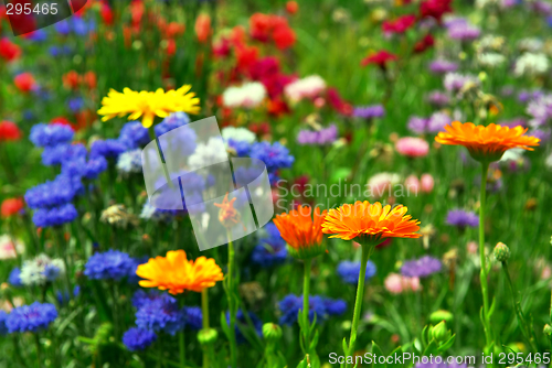 Image of Flower background