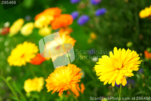 Image of Flower background