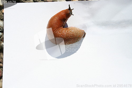 Image of Snail