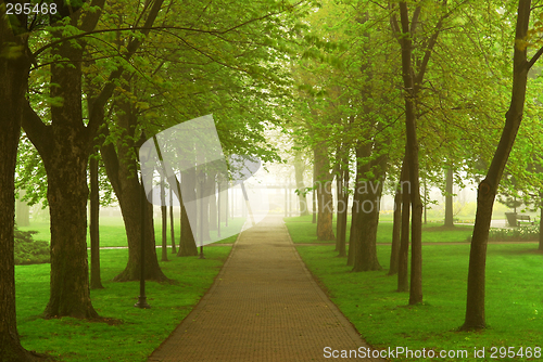 Image of Foggy park