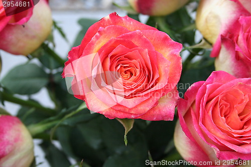 Image of Pink Roses