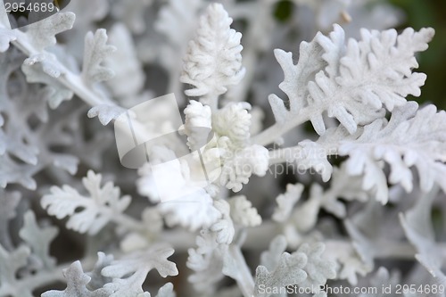 Image of white flowers.