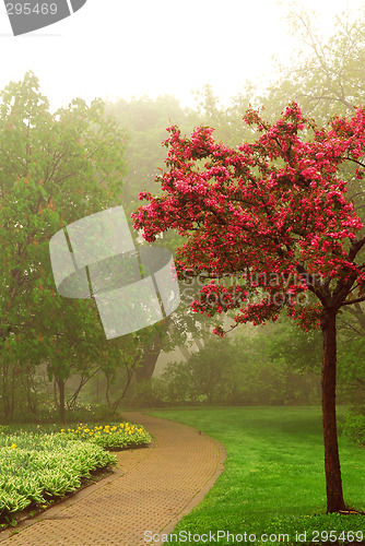 Image of Foggy park