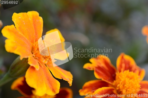 Image of very beautiful bright orange flower in macro
