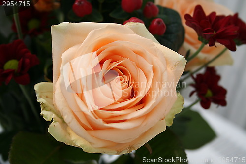 Image of Rose