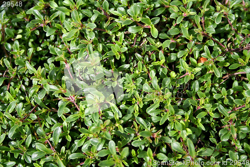 Image of Green plant background