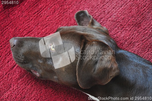 Image of Dog is lying on a deep red carpet