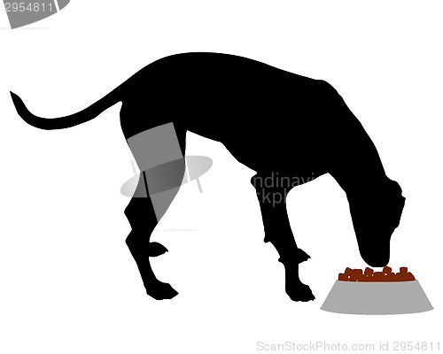 Image of Dog feeding