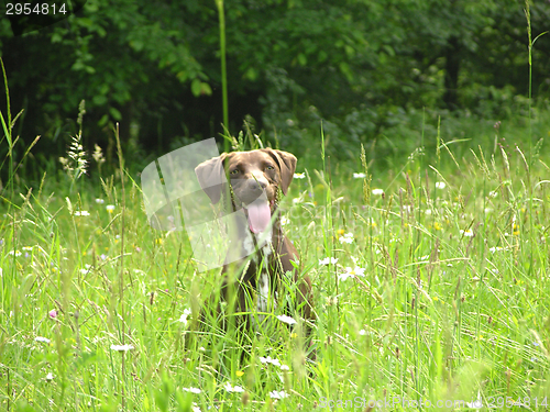 Image of Brown dog nearly hidden in the open countryside