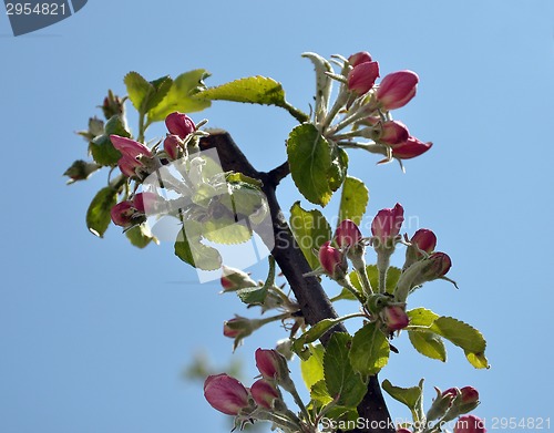 Image of Apple blooms