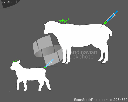 Image of Sheep gets immunization against diseases caused by midge bites