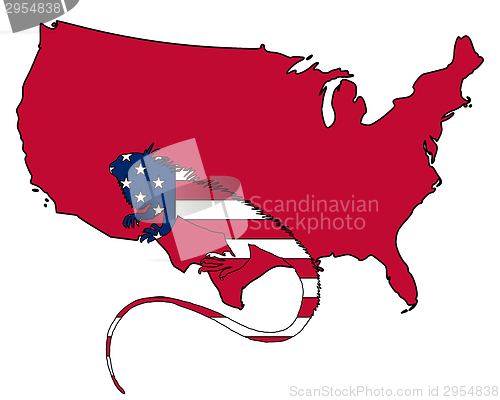 Image of Iguana United States of America