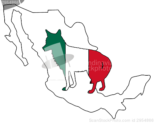 Image of Coyote Mexico