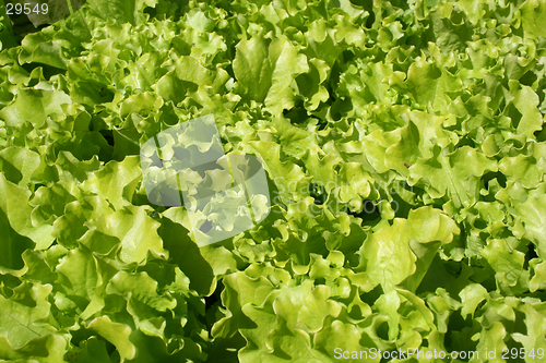 Image of Lettuce growing