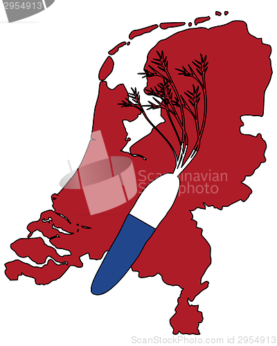 Image of Dutch carrot