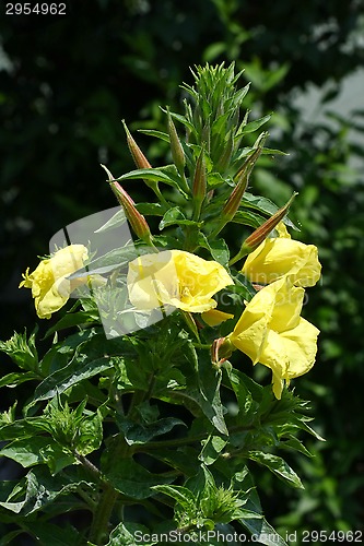 Image of Flowers
