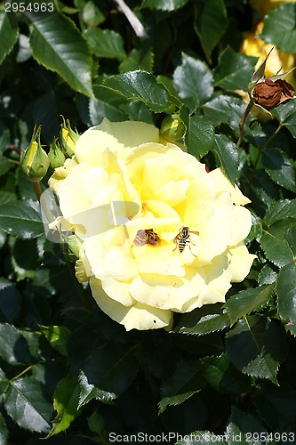 Image of Bee on yellow rose