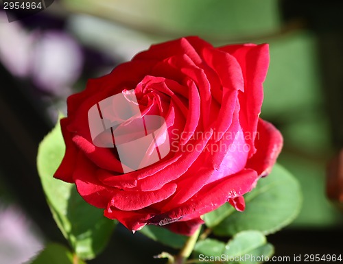 Image of Red rose