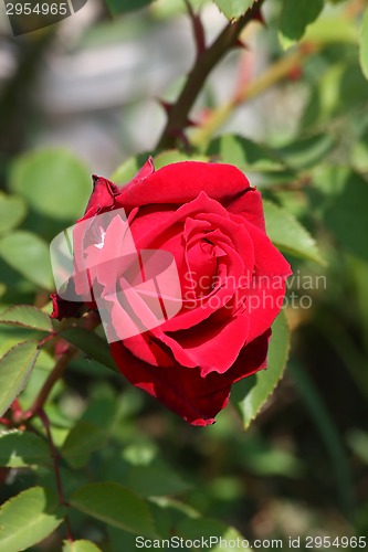 Image of Red rose