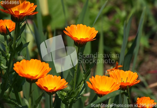 Image of Marigold